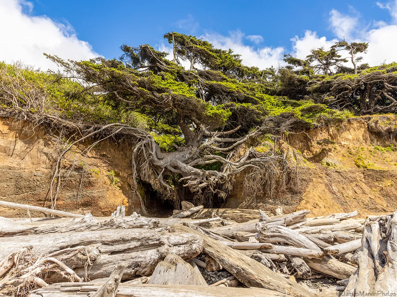 Tree of Life l arbre de vie magique de Kalaloch Beach 11 Tree of Life l arbre de vie magique de Kalaloch Beach 11
