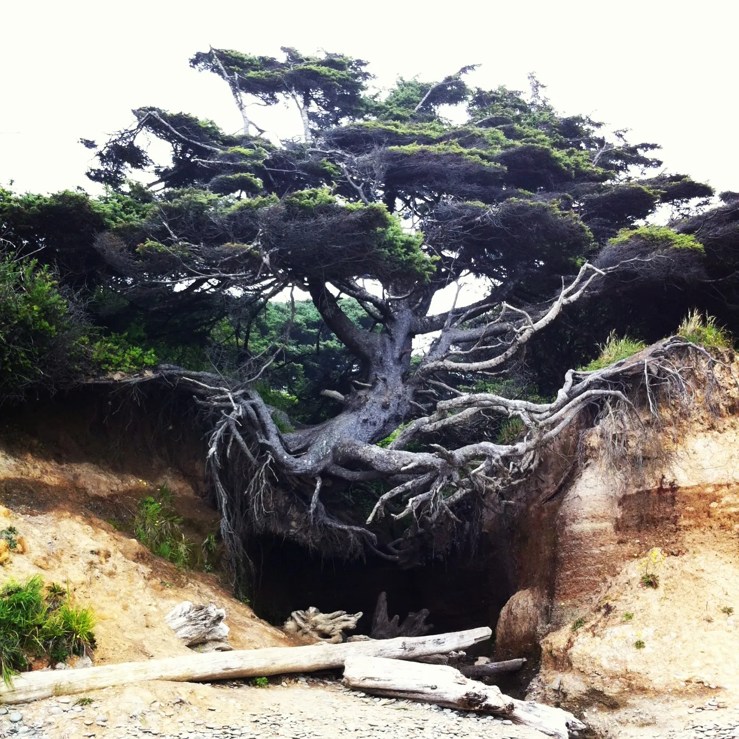 Tree of Life l arbre de vie magique de Kalaloch Beach 2 Tree of Life l arbre de vie magique de Kalaloch Beach 2