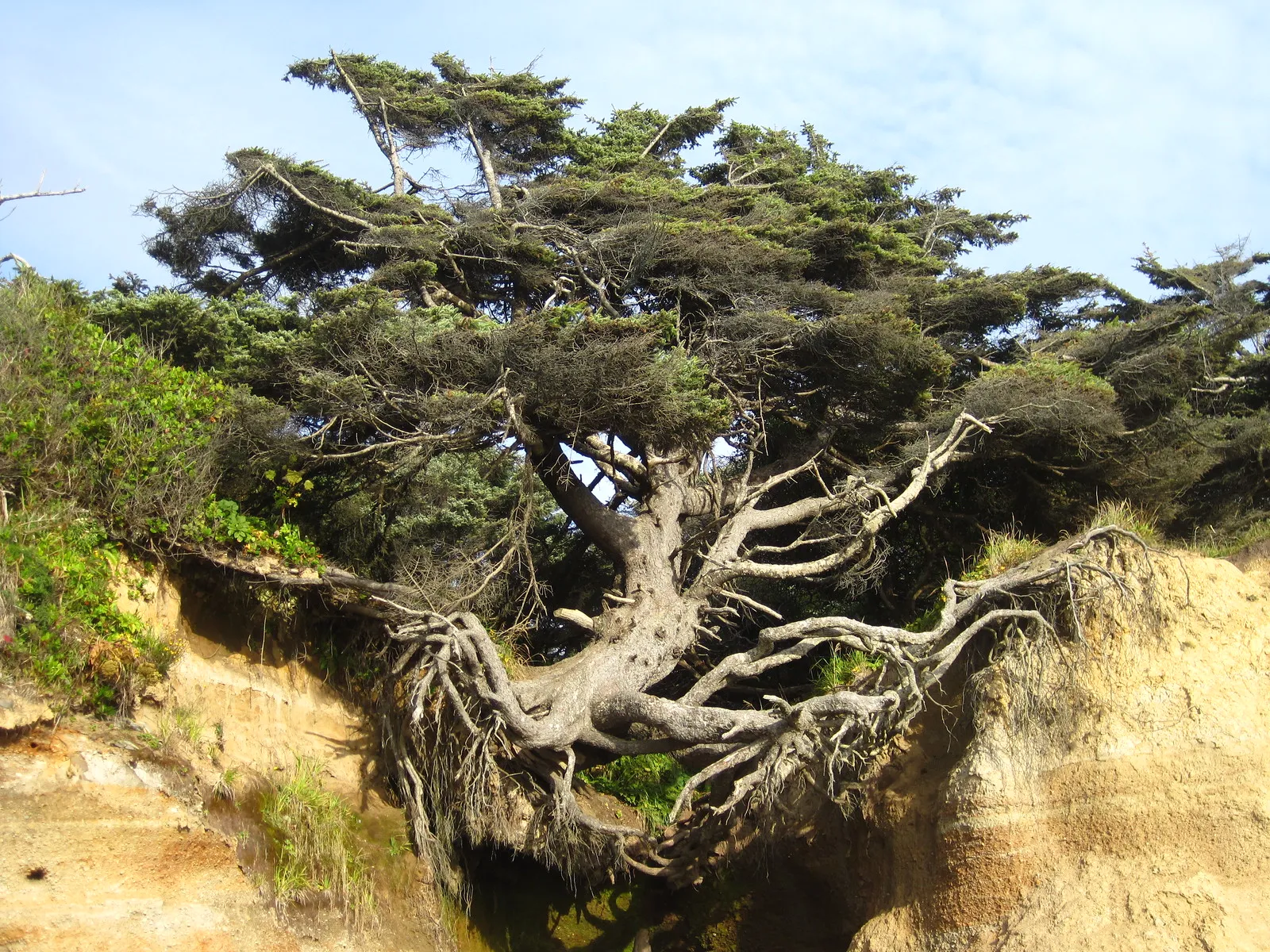 Tree of Life l arbre de vie magique de Kalaloch Beach 7 Tree of Life l arbre de vie magique de Kalaloch Beach 7
