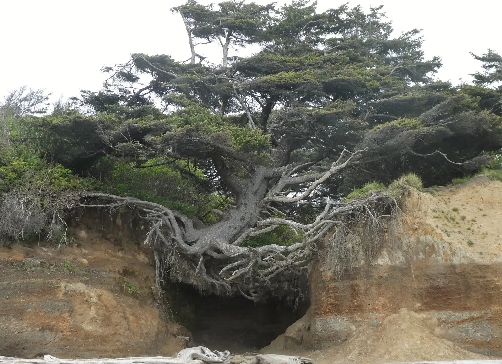 Tree of Life l arbre de vie magique de Kalaloch Beach 8 Tree of Life l arbre de vie magique de Kalaloch Beach 8
