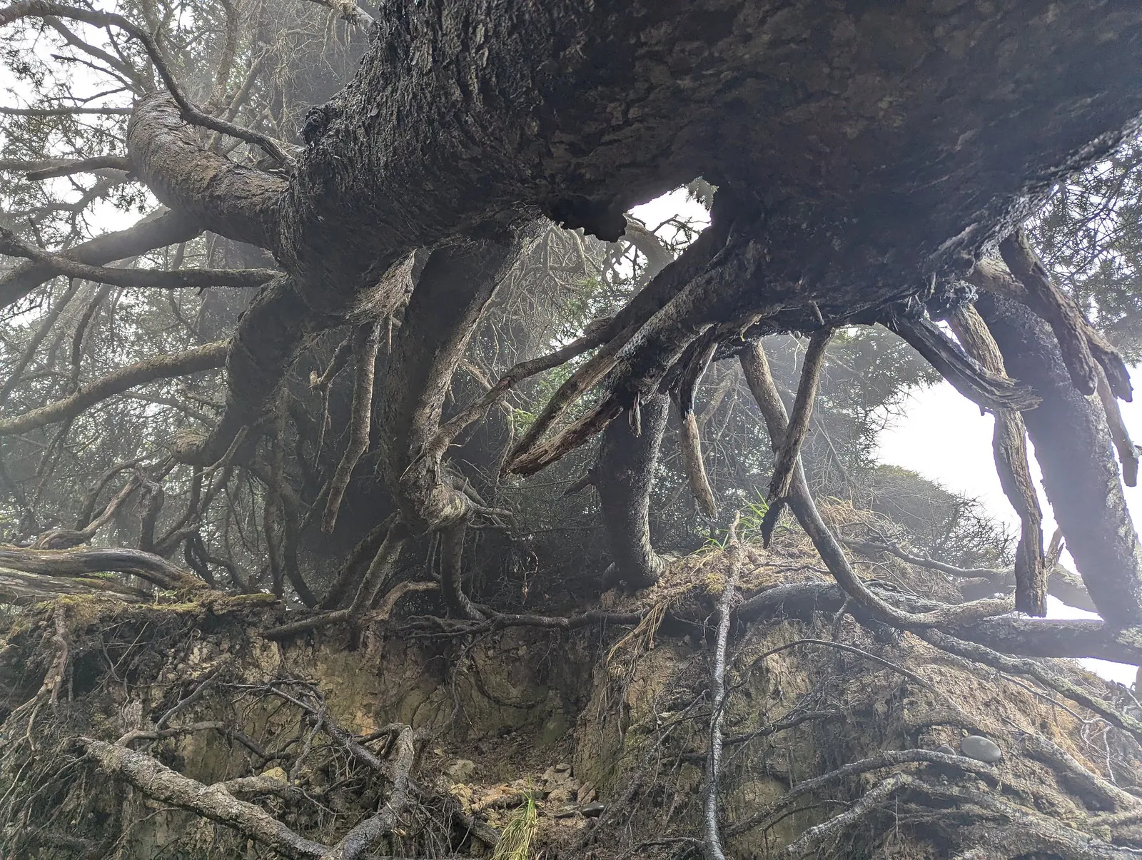 Tree root cave Kalaloch Beach Tree root cave Kalaloch Beach