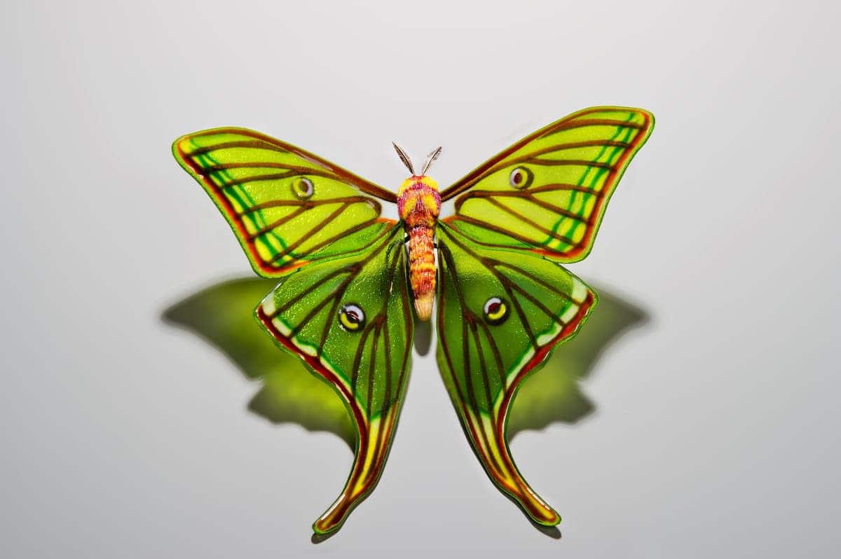 Des sculptures de verre de papillons en voie de disparition par Laura Hart Des sculptures de verre de papillons en voie de disparition par Laura Hart 2 isabelle Des-sculptures-de-verre-de-papillons-en-voie-de-disparition-par-Laura-Hart-2-isabelle