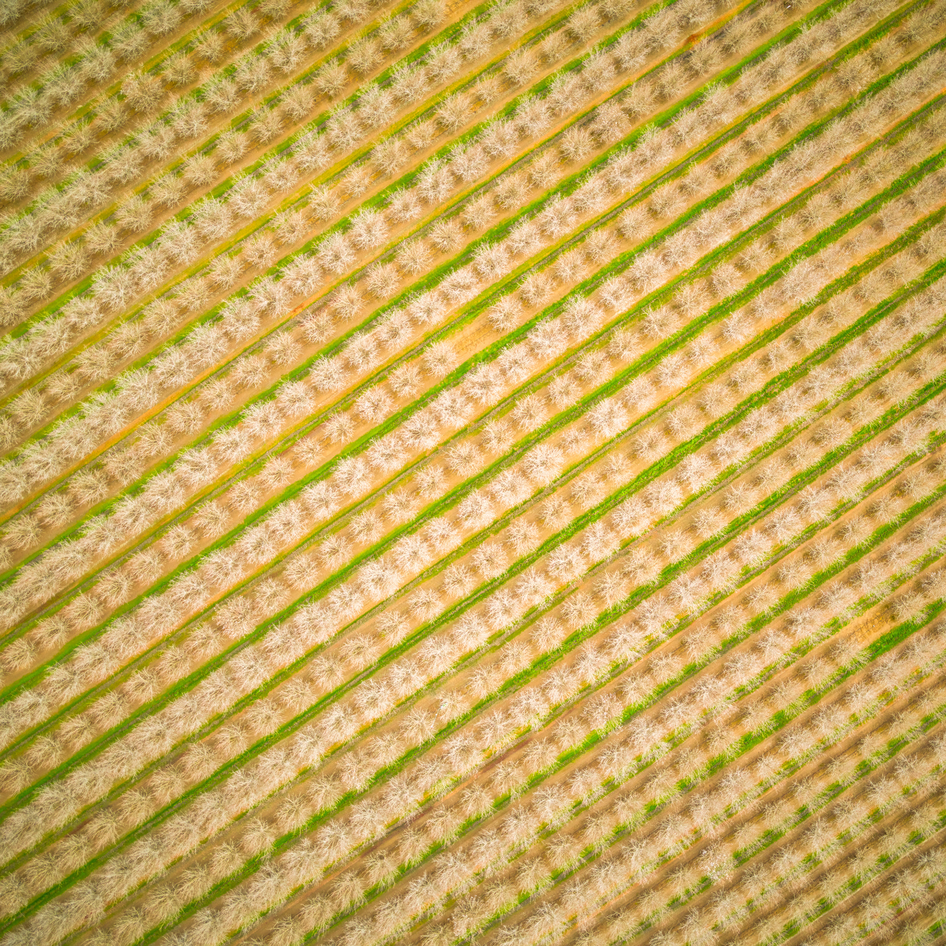 Farmland - paysages agricoles vus du ciel par Mitchell Rouse Farmland paysages agricoles vus du ciel par Mitchell Rouse 3 Farmland-paysages-agricoles-vus-du-ciel-par-Mitchell-Rouse-3