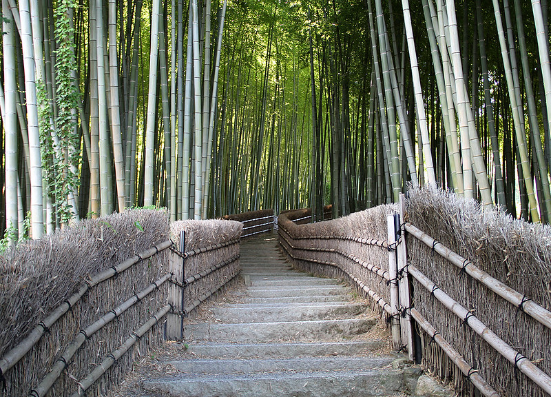 La forêt de bambous de Sagano ou bambouseraie de Arashiyama à Kyoto La foret de bambous de Sagano ou bambouseraie de Arashiyama a Kyoto 10 La-foret-de-bambous-de-Sagano-ou-bambouseraie-de-Arashiyama-a-Kyoto-10