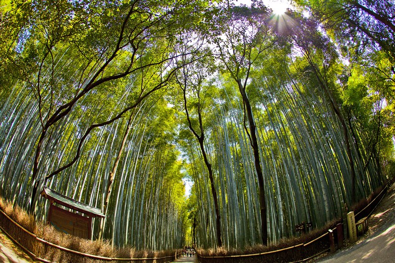 La forêt de bambous de Sagano ou bambouseraie de Arashiyama à Kyoto La foret de bambous de Sagano ou bambouseraie de Arashiyama a Kyoto 11 La-foret-de-bambous-de-Sagano-ou-bambouseraie-de-Arashiyama-a-Kyoto-11