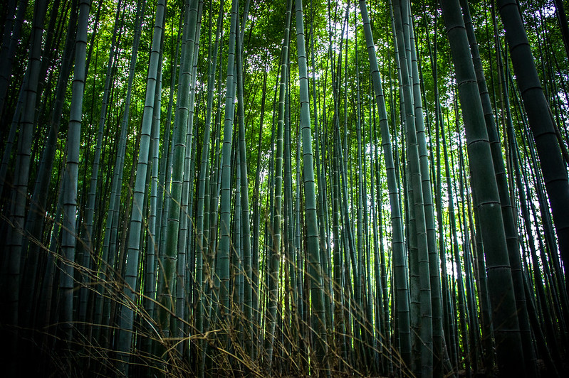 La forêt de bambous de Sagano ou bambouseraie de Arashiyama à Kyoto La foret de bambous de Sagano ou bambouseraie de Arashiyama a Kyoto 12 La-foret-de-bambous-de-Sagano-ou-bambouseraie-de-Arashiyama-a-Kyoto-12