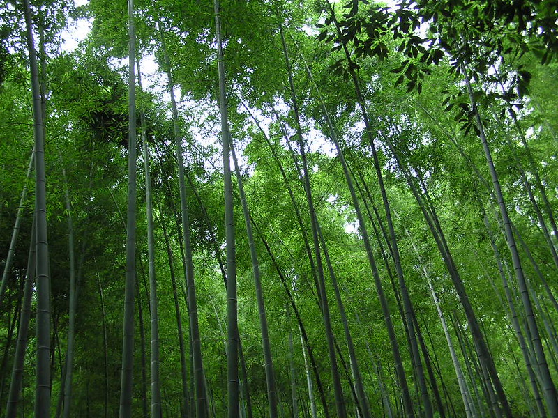 La forêt de bambous de Sagano ou bambouseraie de Arashiyama à Kyoto La foret de bambous de Sagano ou bambouseraie de Arashiyama a Kyoto 13 La-foret-de-bambous-de-Sagano-ou-bambouseraie-de-Arashiyama-a-Kyoto-13
