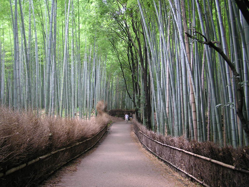 La forêt de bambous de Sagano ou bambouseraie de Arashiyama à Kyoto La foret de bambous de Sagano ou bambouseraie de Arashiyama a Kyoto 14 La-foret-de-bambous-de-Sagano-ou-bambouseraie-de-Arashiyama-a-Kyoto-14