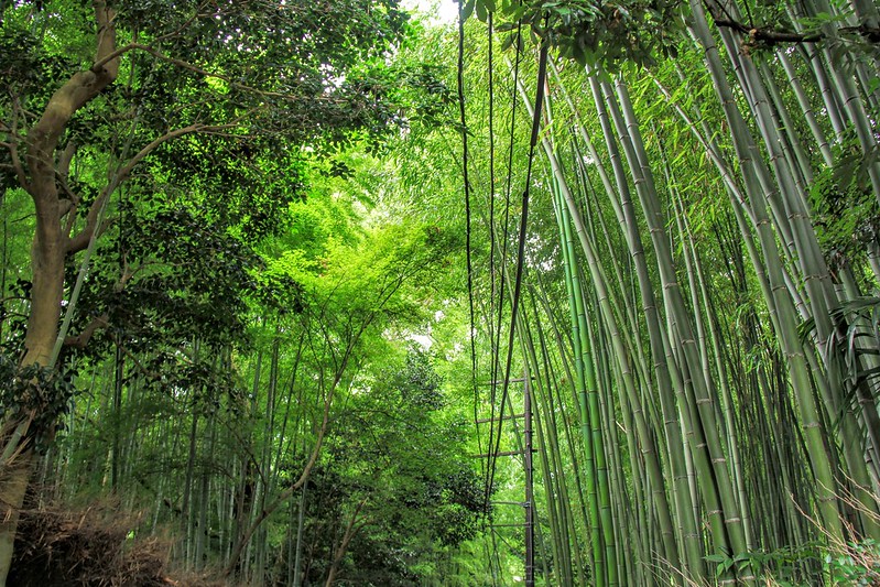 La forêt de bambous de Sagano ou bambouseraie de Arashiyama à Kyoto La foret de bambous de Sagano ou bambouseraie de Arashiyama a Kyoto 2 La-foret-de-bambous-de-Sagano-ou-bambouseraie-de-Arashiyama-a-Kyoto-2