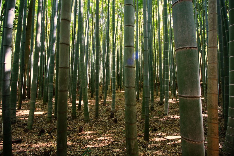 La forêt de bambous de Sagano ou bambouseraie de Arashiyama à Kyoto La foret de bambous de Sagano ou bambouseraie de Arashiyama a Kyoto 4 La-foret-de-bambous-de-Sagano-ou-bambouseraie-de-Arashiyama-a-Kyoto-4