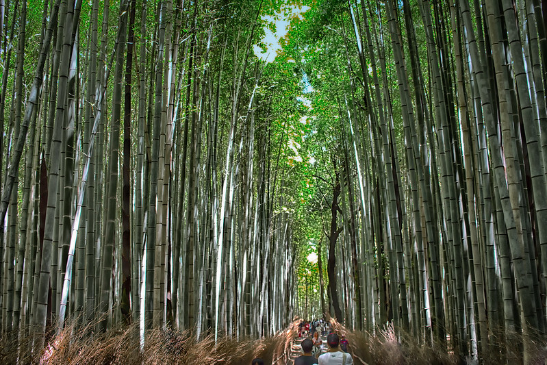 La forêt de bambous de Sagano ou bambouseraie de Arashiyama à Kyoto La foret de bambous de Sagano ou bambouseraie de Arashiyama a Kyoto 5 La-foret-de-bambous-de-Sagano-ou-bambouseraie-de-Arashiyama-a-Kyoto-5