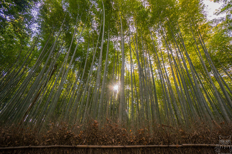 La forêt de bambous de Sagano ou bambouseraie de Arashiyama à Kyoto La foret de bambous de Sagano ou bambouseraie de Arashiyama a Kyoto 7 La-foret-de-bambous-de-Sagano-ou-bambouseraie-de-Arashiyama-a-Kyoto-7