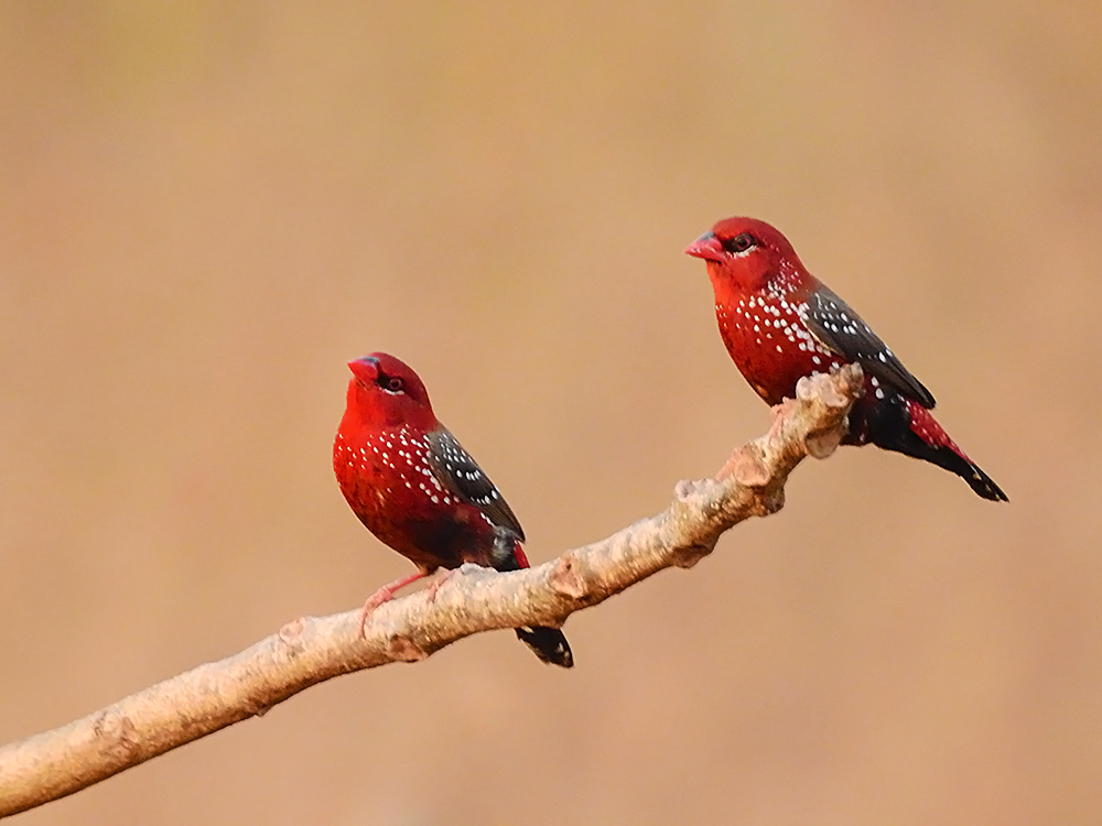 Le Bengali rouge Amandava amandava passereau 1 Le Bengali rouge Amandava amandava passereau 1