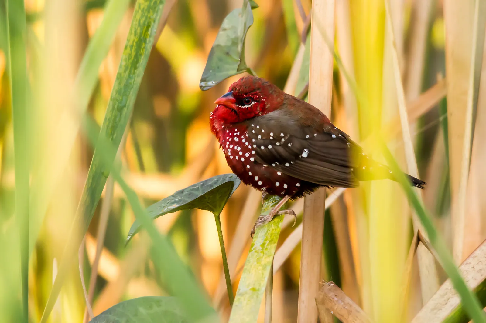 Le Bengali rouge Amandava amandava passereau 11 Le Bengali rouge Amandava amandava passereau 11