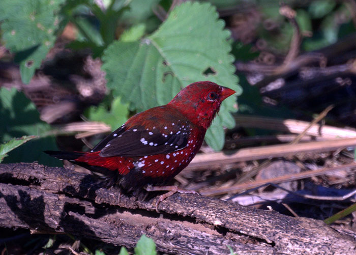 Le magnifique Bengali rouge Le Bengali rouge Amandava amandava passereau 17 Le-Bengali-rouge-Amandava-amandava-passereau-17