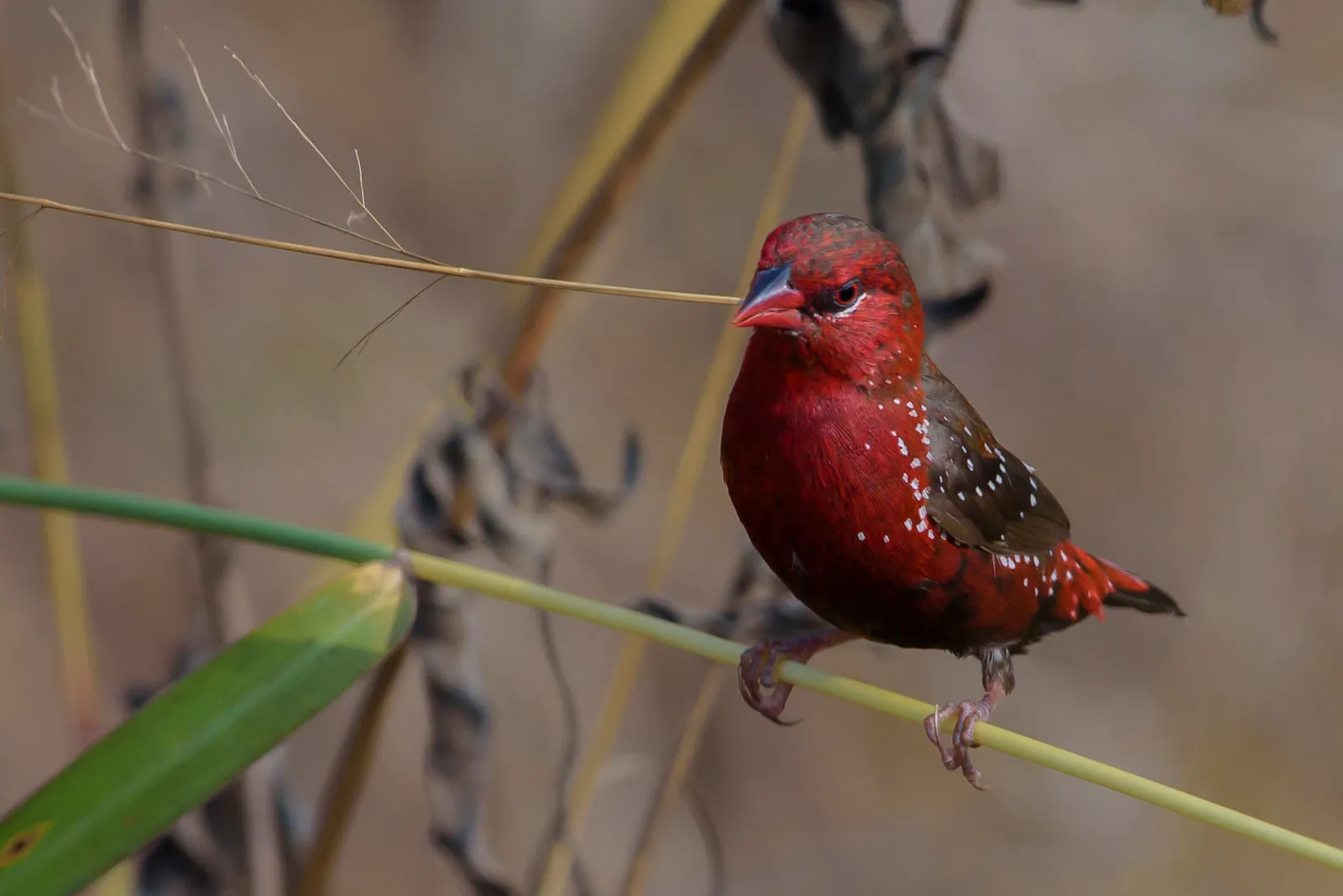 Le Bengali rouge Amandava amandava passereau 19 oiseau bengali rouge Amandava amandava posé sur une tige