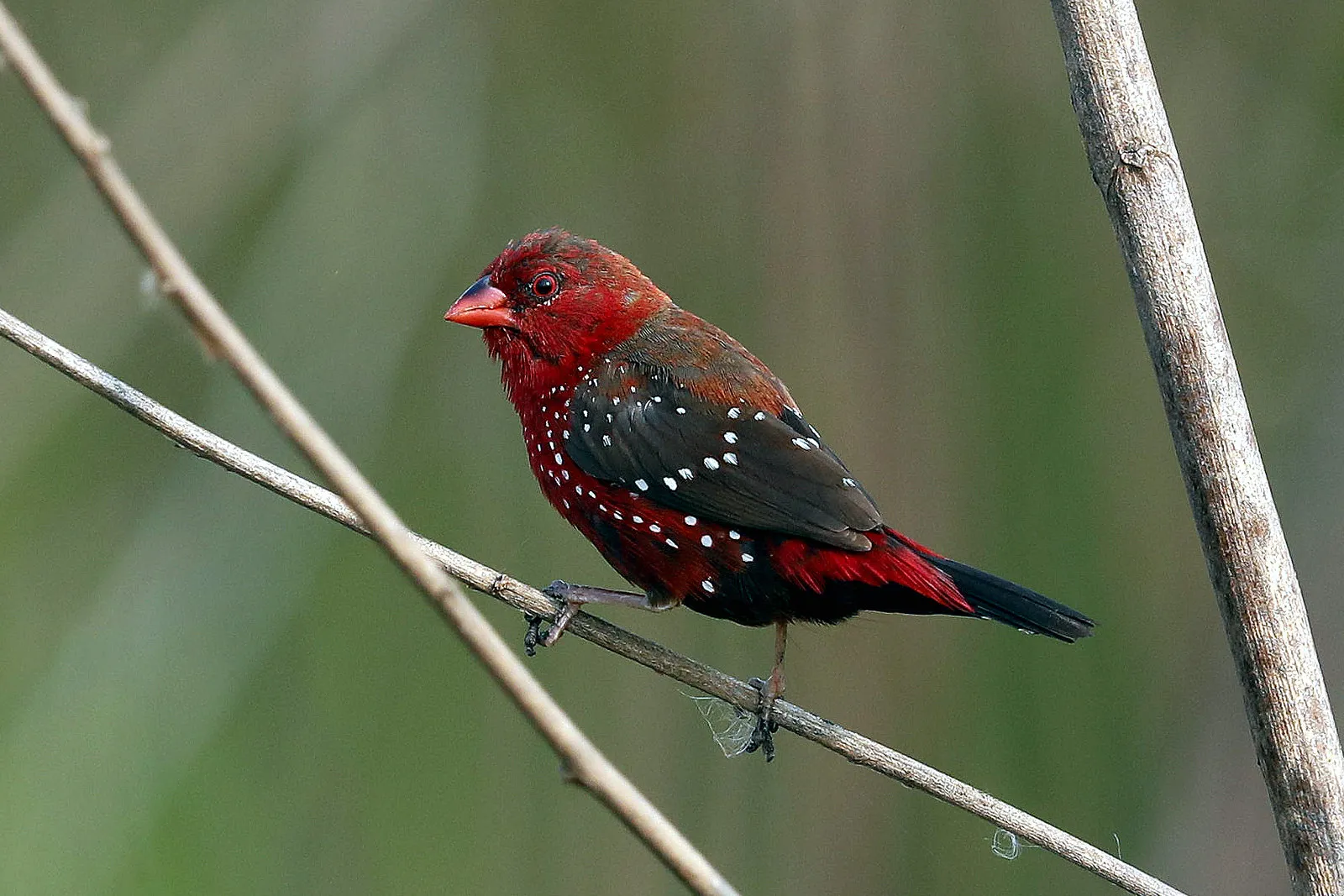 Le Bengali rouge Amandava amandava passereau 2 Le Bengali rouge Amandava amandava passereau 2