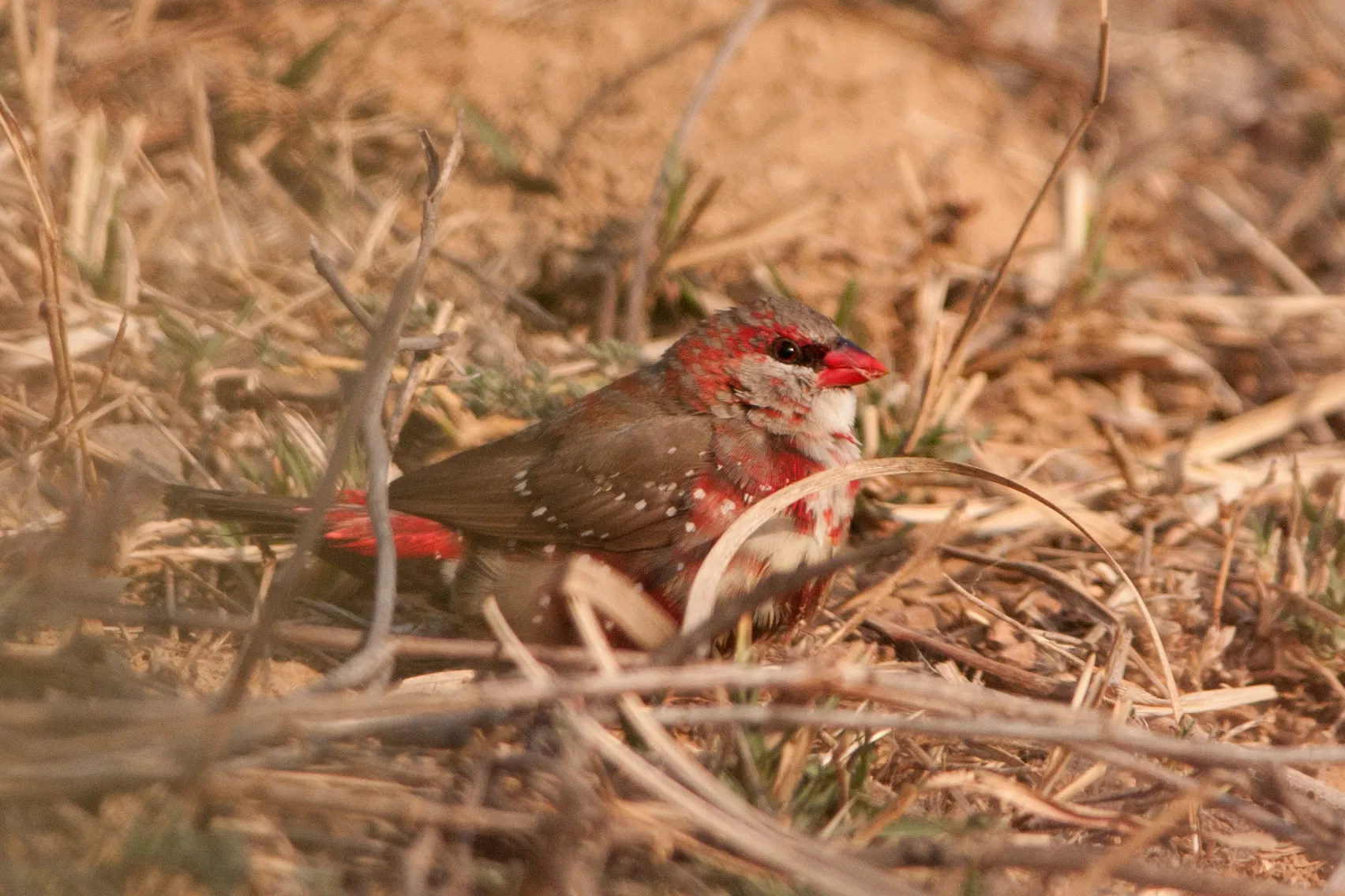 Le Bengali rouge Amandava amandava passereau 20 Le Bengali rouge Amandava amandava passereau 20