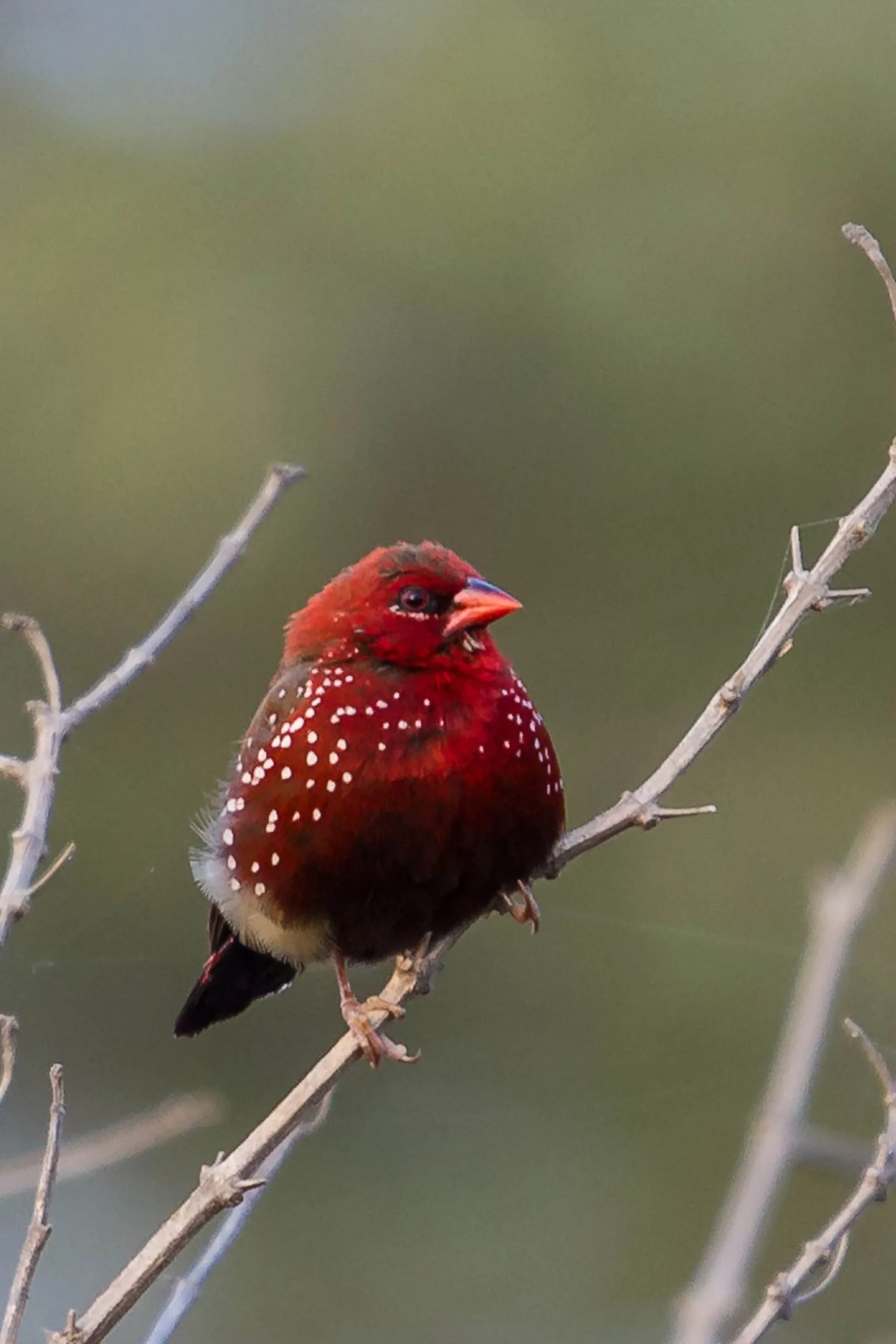 Le Bengali rouge Amandava amandava passereau 5 bengali rouge mâle en plumage nuptial Amandava amandava