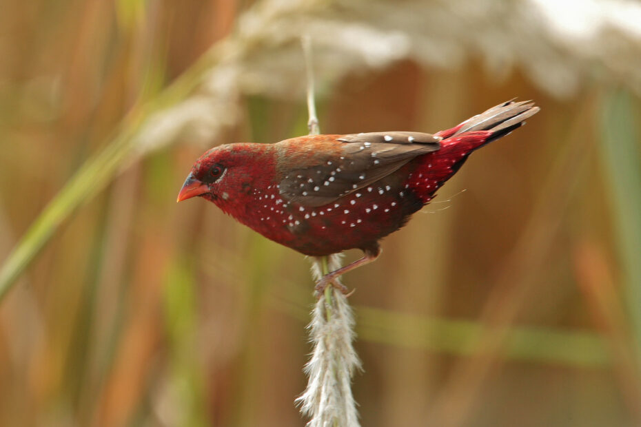 Bengali rouge : le petit oiseau couleur fraise des hautes herbes d’Asie Le Bengali rouge Amandava amandava passereau 8 Le Bengali rouge Amandava amandava passereau 8