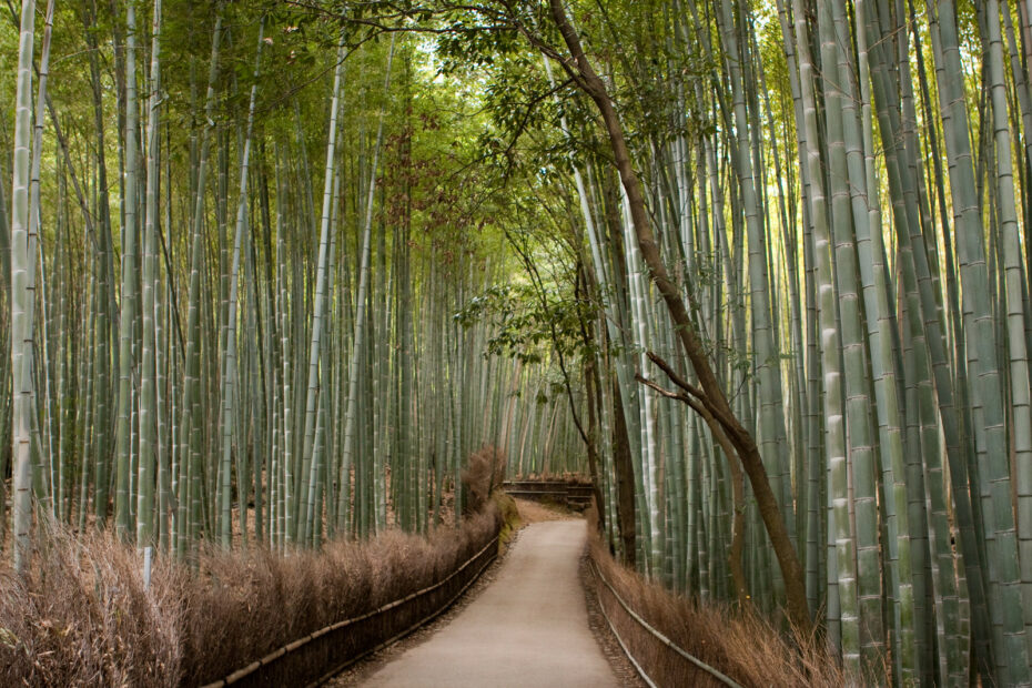 Forêt de bambous de Sagano à Kyoto : la bambouseraie d’Arashiyama foret bambous sagano arashiyama kyoto Chemin traversant la forêt de bambous de Sagano à Arashiyama, Kyoto