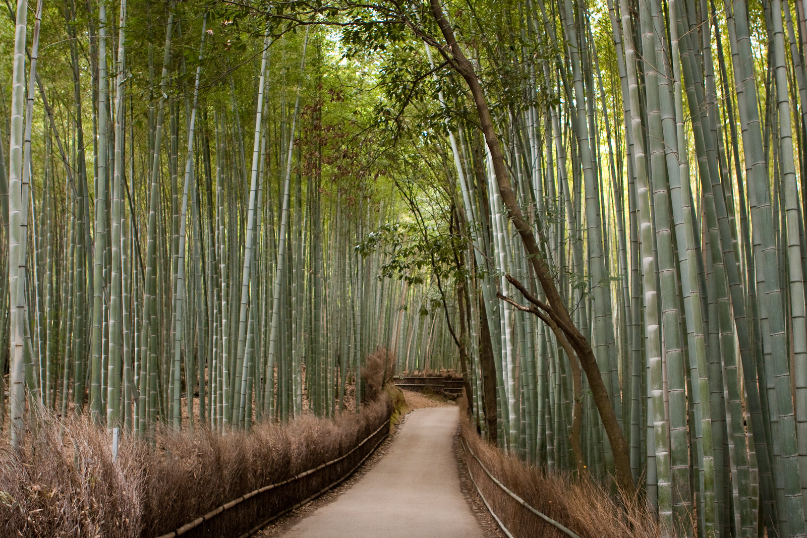 Chemin traversant la forêt de bambous de Sagano à Arashiyama, Kyoto Chemin traversant la forêt de bambous de Sagano à Arashiyama, Kyoto