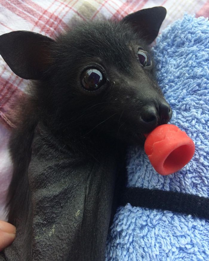 20 nouvelles preuves que les chauves-souris sont mignonnes 20 preuves que les chauves souris sont mignonnes 13 20-preuves-que-les-chauves-souris-sont-mignonnes-13