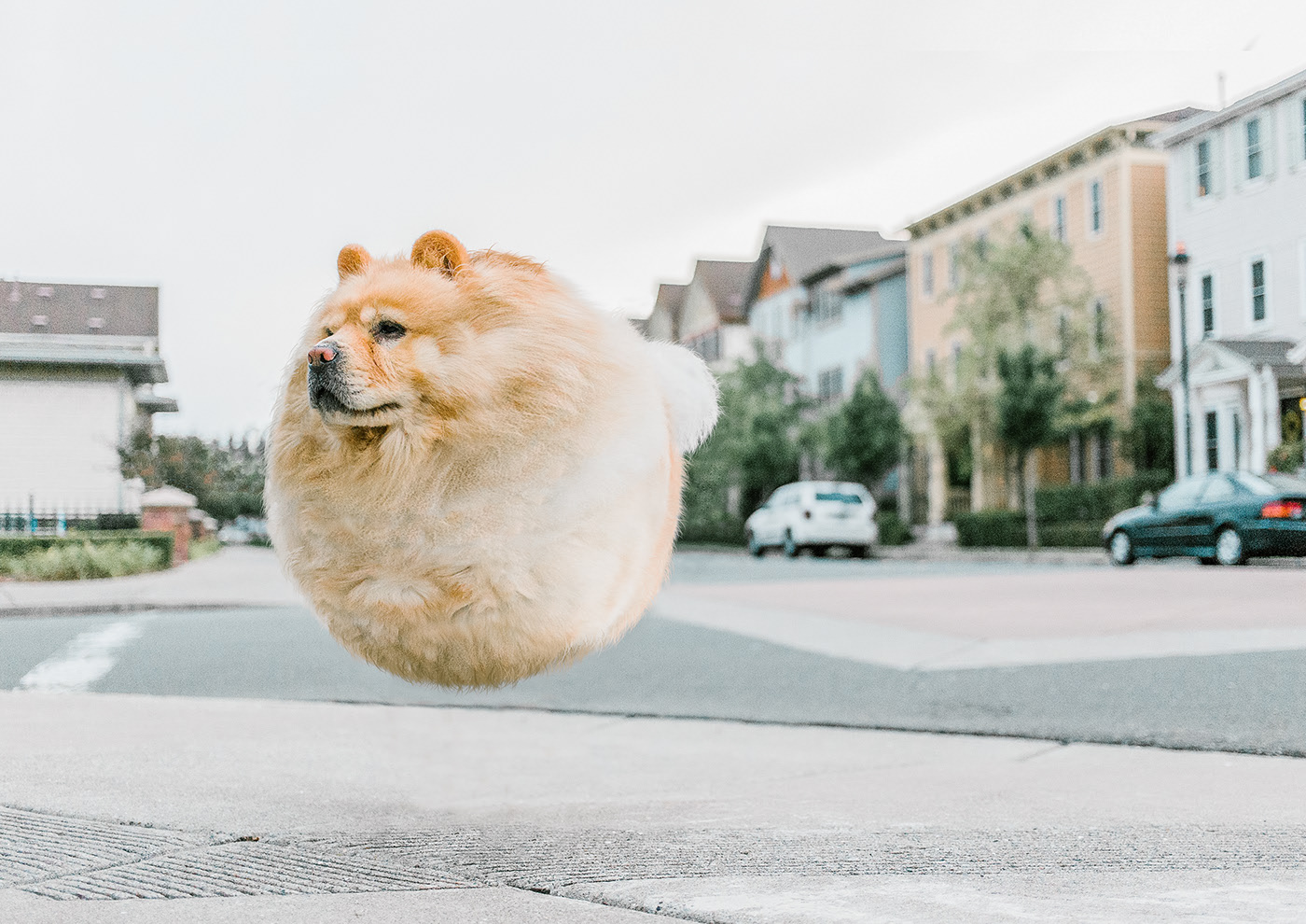 Aniball - des animaux en forme de ballons par Aditya Aryanto Aniball des animaux en forme de ballons par Aditya Aryanto 10 chien ballon Aniball-des-animaux-en-forme-de-ballons-par-Aditya-Aryanto-10-chien-ballon