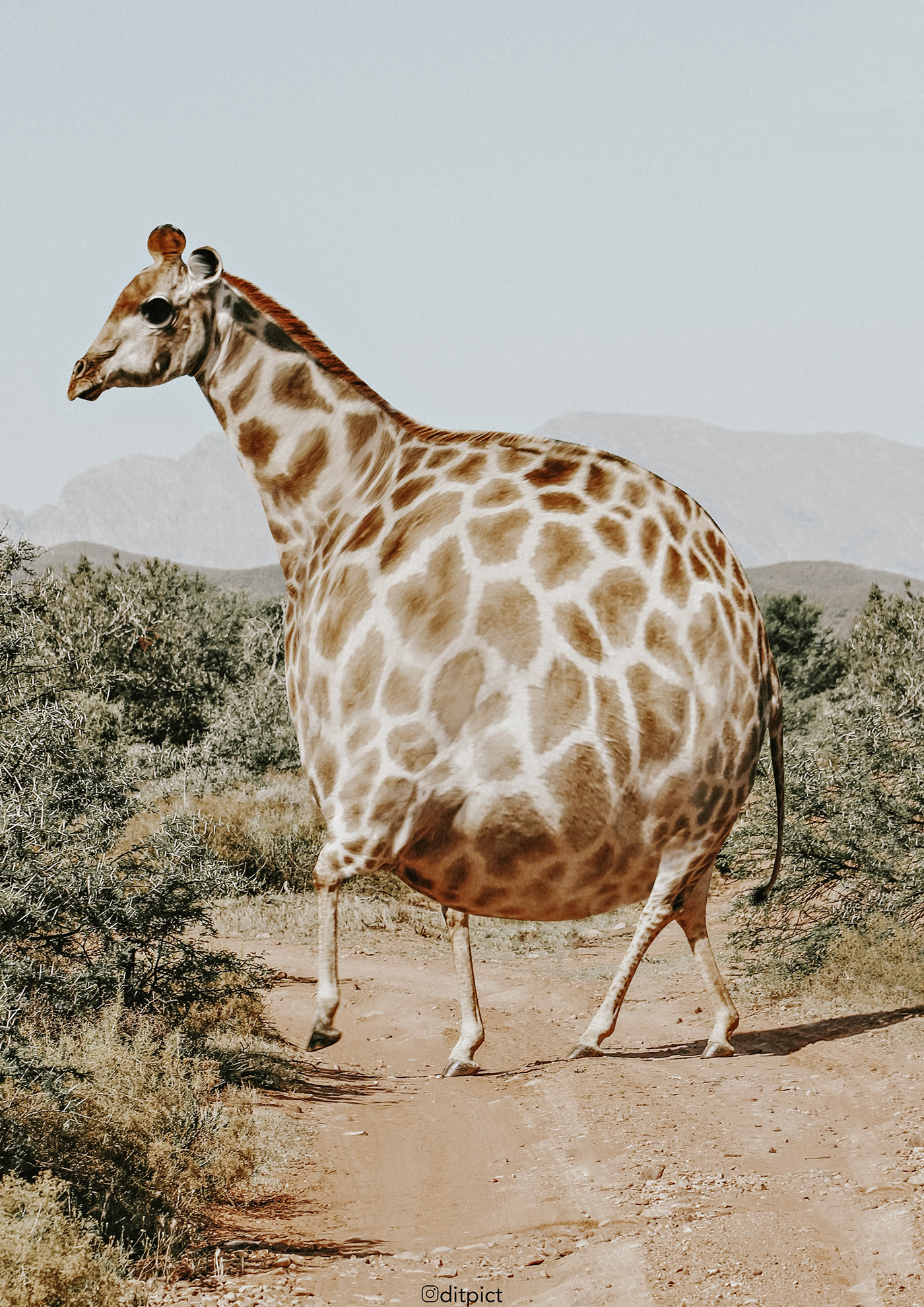 Aniball - des animaux en forme de ballons par Aditya Aryanto Aniball des animaux en forme de ballons par Aditya Aryanto 12 girafe ballon Aniball-des-animaux-en-forme-de-ballons-par-Aditya-Aryanto-12-girafe-ballon
