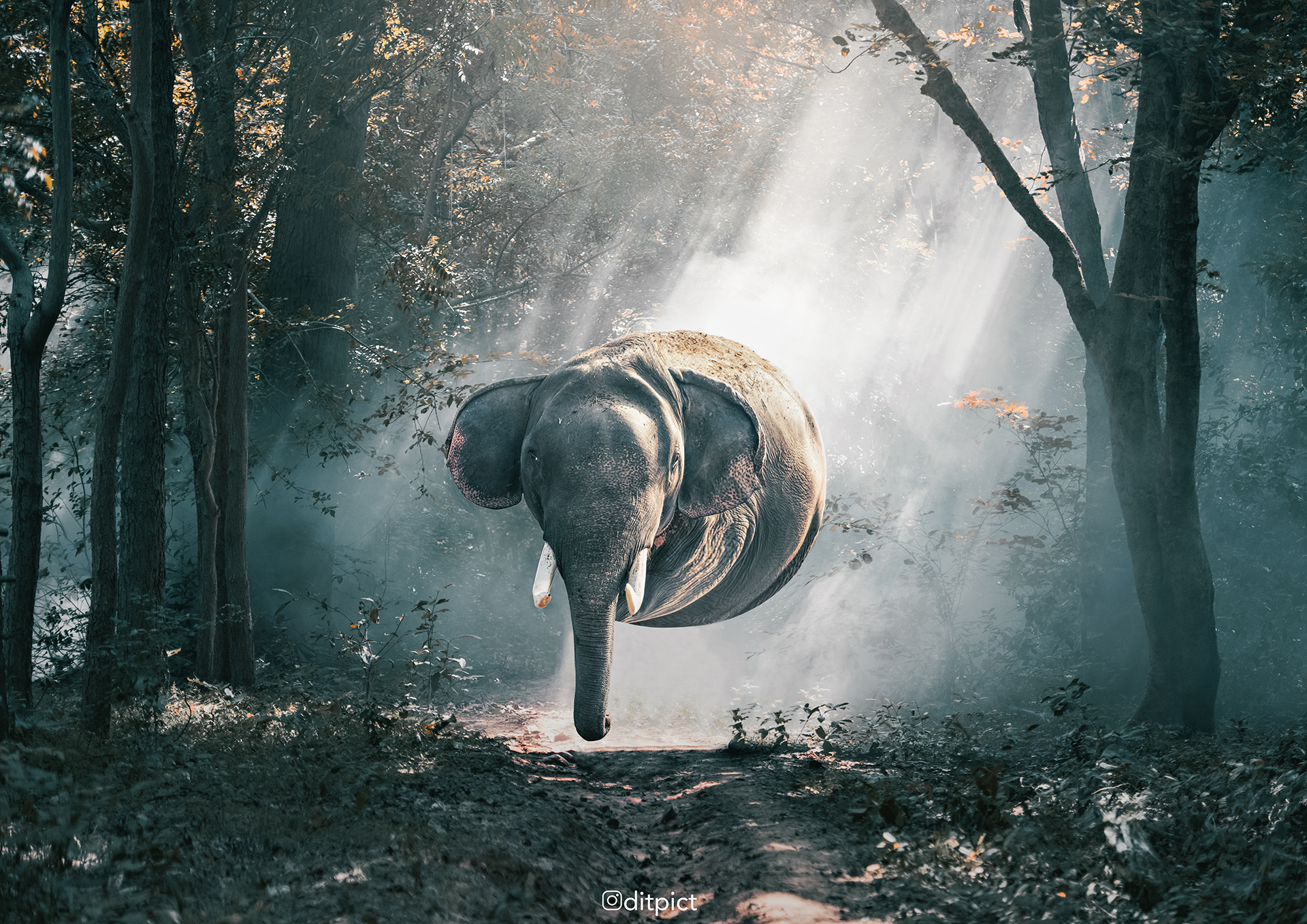 Aniball - des animaux en forme de ballons par Aditya Aryanto Aniball des animaux en forme de ballons par Aditya Aryanto 4 elephant ballon Aniball-des-animaux-en-forme-de-ballons-par-Aditya-Aryanto-4-elephant-ballon