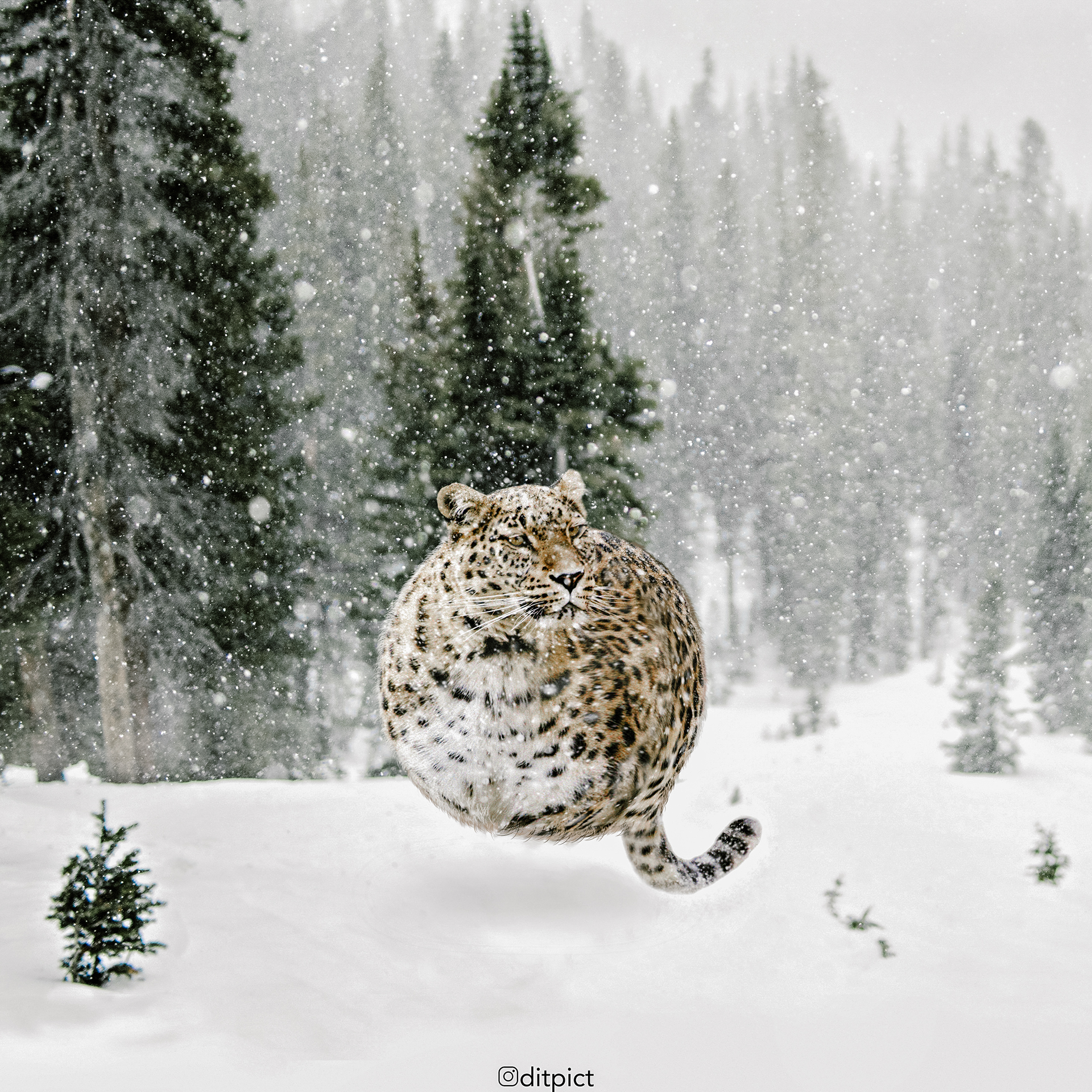 Aniball - des animaux en forme de ballons par Aditya Aryanto Aniball des animaux en forme de ballons par Aditya Aryanto 5 panthere ballon Aniball-des-animaux-en-forme-de-ballons-par-Aditya-Aryanto-5-panthere-ballon