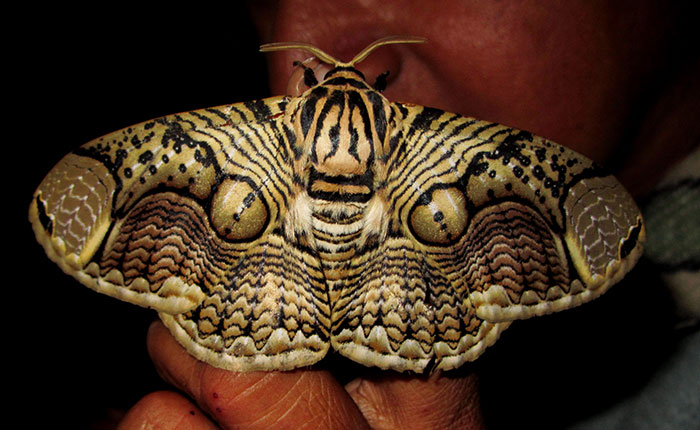 La beauté des ailes en œil de tigre du papillon brahmane géant, Brahmaea hearseyi La beaute des ailes en oeil de tigre du papillon brahmane geant video 2 Grand papillon Brahmaea hearseyi avec ses ailes aux motifs noirs, bruns et crème