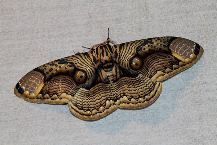 La beauté des ailes en œil de tigre du papillon brahmane géant, Brahmaea hearseyi La beaute des ailes en oeil de tigre du papillon brahmane geant video 3 Brahmaea hearseyi, papillon brahmane géant aux motifs en forme d’yeux sur les ailes
