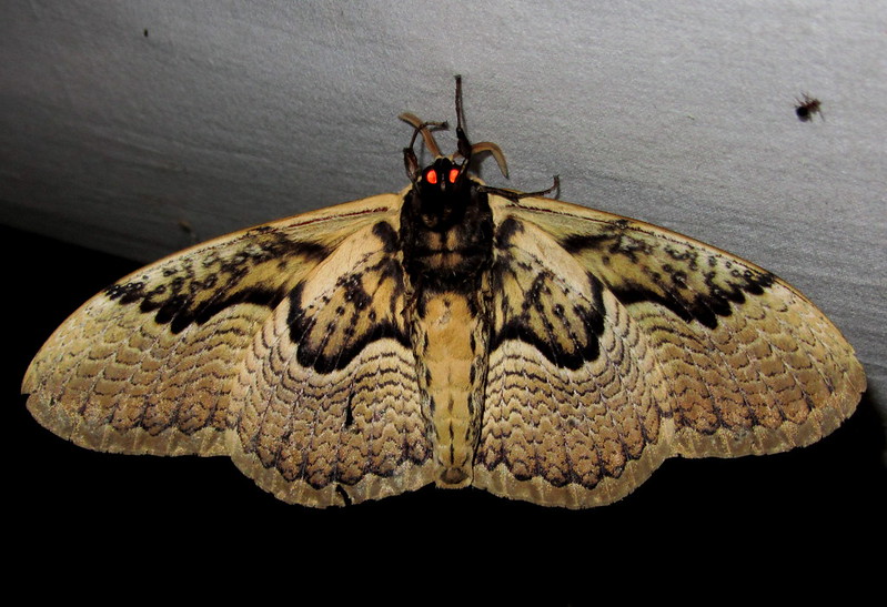 La beauté des ailes en œil de tigre du papillon brahmane géant, Brahmaea hearseyi La beaute des ailes en oeil de tigre du papillon brahmane geant video brahmaea hearseyi 9 Brahmaea hearseyi photographié dans le nord-est de l’Inde