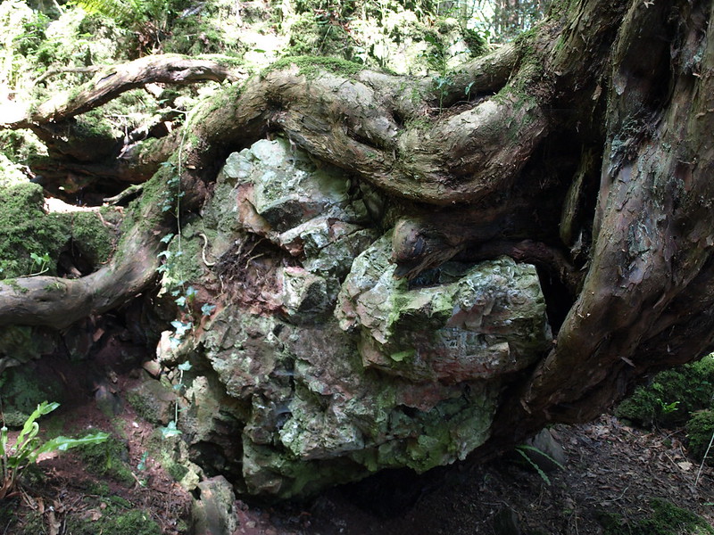 La forêt magique de Puzzlewood La foret magique de Puzzlewood 11 La-foret-magique-de-Puzzlewood-11