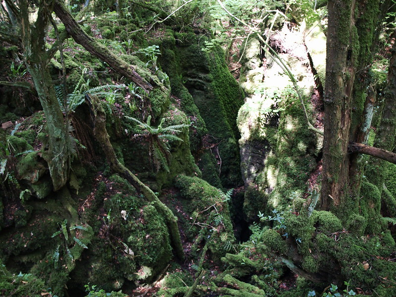 La forêt magique de Puzzlewood La foret magique de Puzzlewood 12 La-foret-magique-de-Puzzlewood-12
