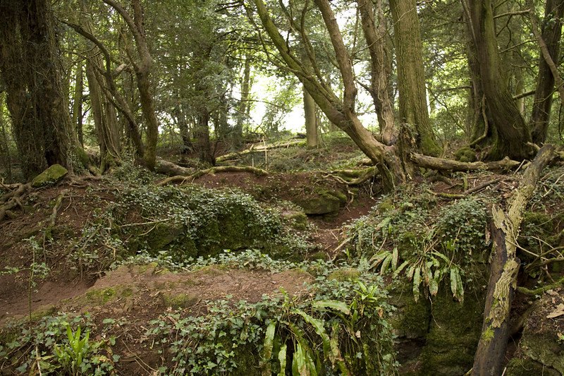 La forêt magique de Puzzlewood La foret magique de Puzzlewood 15 La-foret-magique-de-Puzzlewood-15