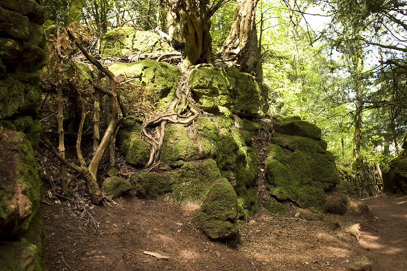 La forêt magique de Puzzlewood La foret magique de Puzzlewood 16 La-foret-magique-de-Puzzlewood-16