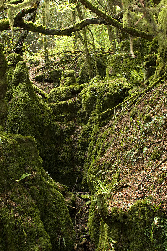 La forêt magique de Puzzlewood La foret magique de Puzzlewood 17 La-foret-magique-de-Puzzlewood-17