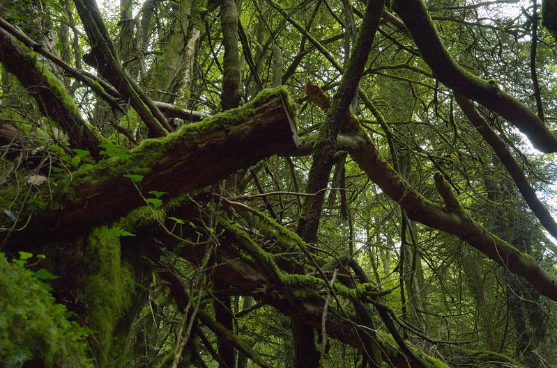 La forêt magique de Puzzlewood La foret magique de Puzzlewood 18 La-foret-magique-de-Puzzlewood-18