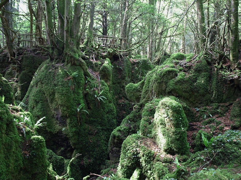 La forêt magique de Puzzlewood La foret magique de Puzzlewood 5 La-foret-magique-de-Puzzlewood-5