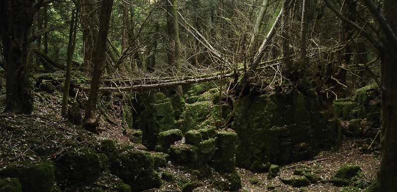 La forêt magique de Puzzlewood La foret magique de Puzzlewood 7 La-foret-magique-de-Puzzlewood-7