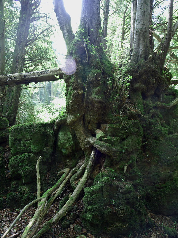 La forêt magique de Puzzlewood La foret magique de Puzzlewood 8 La-foret-magique-de-Puzzlewood-8