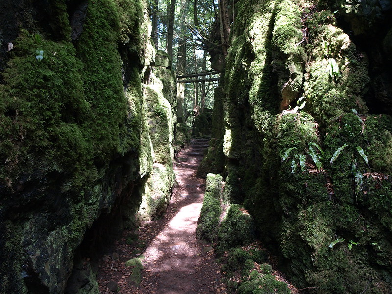 La forêt magique de Puzzlewood La foret magique de Puzzlewood 9 La-foret-magique-de-Puzzlewood-9