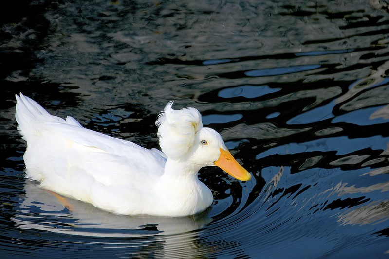 Le canard huppé ou canard pompon Le canard huppe ou canard pompon 11 Le-canard-huppe-ou-canard-pompon-11