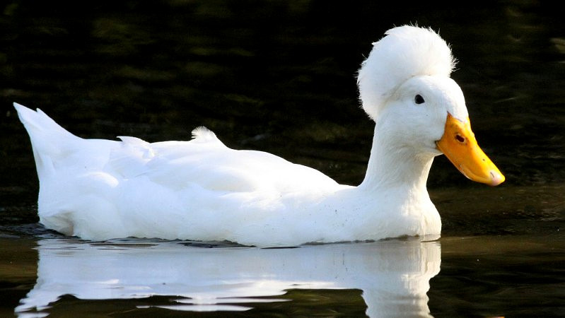 Le canard huppé ou canard pompon Le canard huppe ou canard pompon 13 Le-canard-huppe-ou-canard-pompon-13