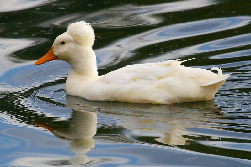 Le canard huppé ou canard pompon Le canard huppe ou canard pompon 14 Le-canard-huppe-ou-canard-pompon-14