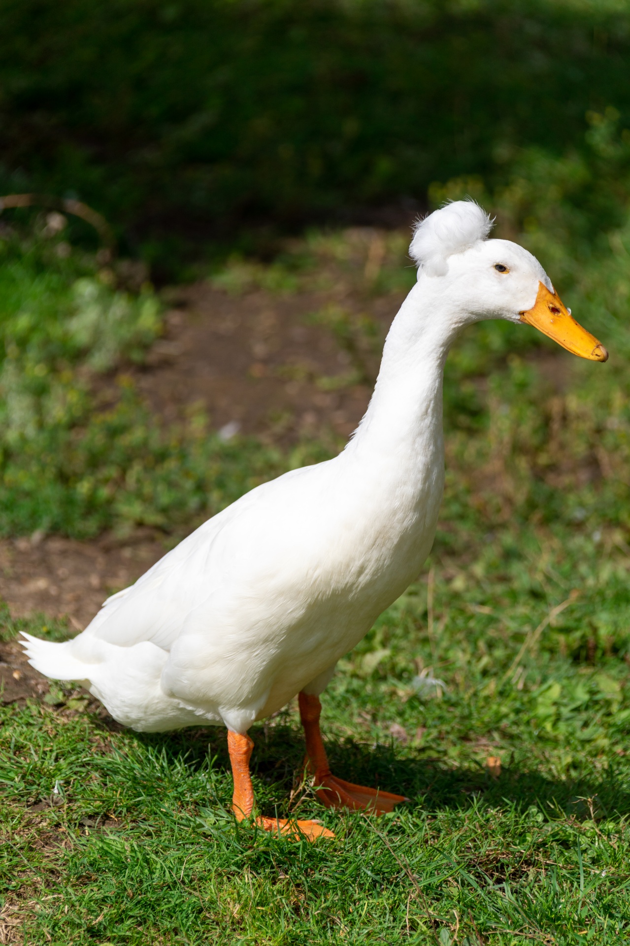 Le canard huppé ou canard pompon Le canard huppe ou canard pompon 2 Le-canard-huppe-ou-canard-pompon-2