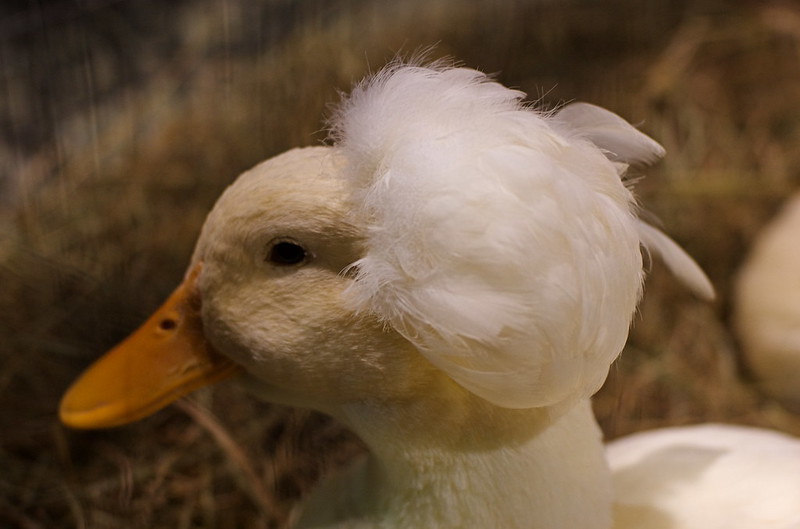 Le canard huppé ou canard pompon Le canard huppe ou canard pompon 9 Le-canard-huppe-ou-canard-pompon-9