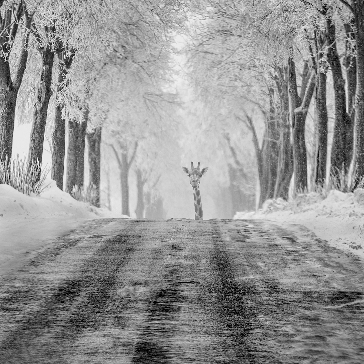 Another - des paysages monochromes surréalistes par Dariusz Klimczak another des paysages monochromes surrealistes par Dariusz Klimczak 13 another-des-paysages-monochromes-surrealistes-par-Dariusz-Klimczak-13